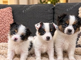 Jack Russell puppies for sale.