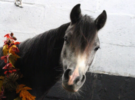 11.2hh 4yr old lead rein pony/happy hacker