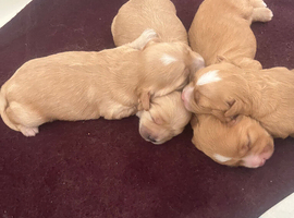 2 cavapoo puppies for sale
