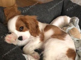 4 stunning cockapoo puppies for sale