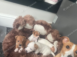 Ready for new home 8 week Jack Russell female