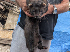 Ferret for sale