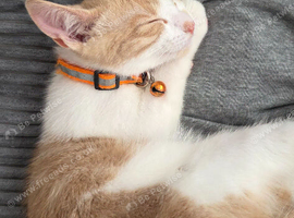 Ginger white male
