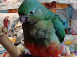 Male Australian King Parrot