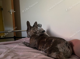 Peach a 5 year old frenchie