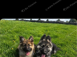 2 German shepherd bitch pups