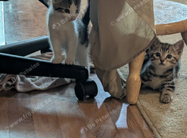 Kittens