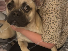 Frug dog