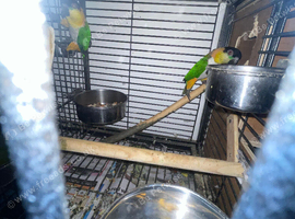 A pair of Caiques&mdash;specifically the Black-headed variety&mdash;proven for breeding. in London in London
