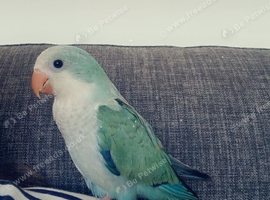 Quaker parrot - 12 weeks hand reared