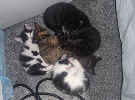 Beautiful mixed kittens for sale