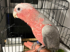 Handrewred super tame baby