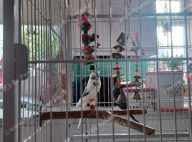 2 budgies