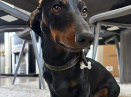 Dachshund for sale
