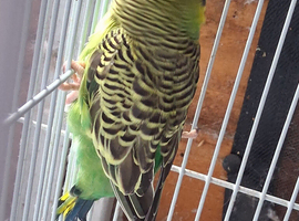 Budgies for sale