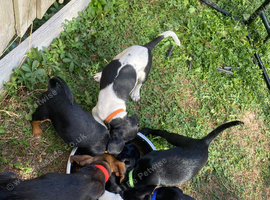 Beautiful litter looking for there forever homes