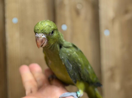 Baby ringneck parrot
