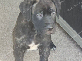 Last cane corso puppy
