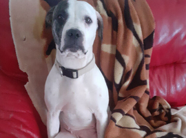 Pure American Bulldog