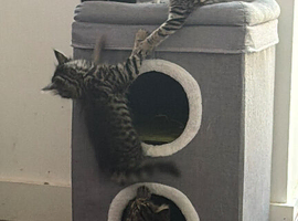 Ready tomorrow adorable kittens