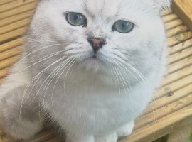 STUNNING WHITE BLACK TIPPED BRITISH SHORTHAIR IN MANCHESTER