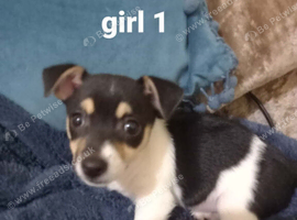 Jack Russell puppies for sale