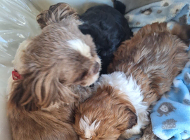 Shihzu pups