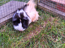 Female guinea pigs for sale