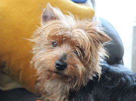 7 year old Yorkshire terrier