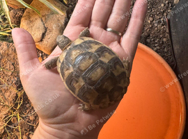 Marginated tortoise 2025 hatchlings for sale