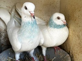 4 pigeons for sale