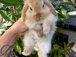 Mini Lop Baby&rsquo;s