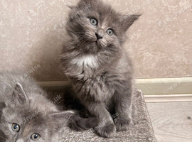 Beautiful fluffy Ragcoon kittens