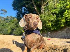 Miniature Dachshund for sale
