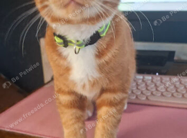 ginger kitten