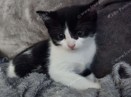 Kittens