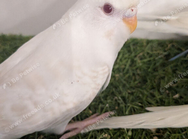 Quality budgies