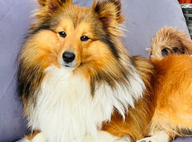 Sable Shetland sheepdog stud boy
