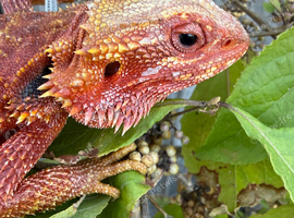 Bearded dragon female