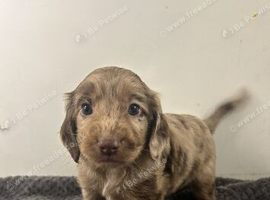 Cockapoo puppies