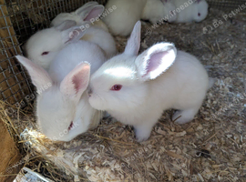 New Zealand Californian Rabbit