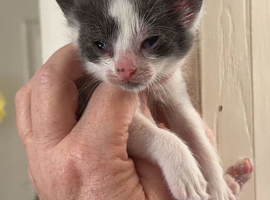 Kittens