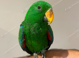 Handreared Baby Eclectus Parrot