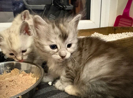 Bengal Cross Kittens - AVAILABLE NOW