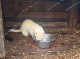 2 boy ferrets