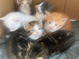 Kittens