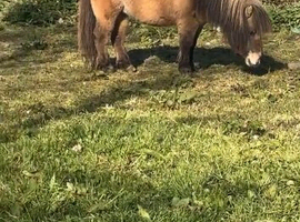 Dun Shetland mare