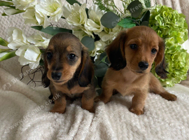 DNA TESTED LONG HAIRED DNA TESTED DACHSHUND