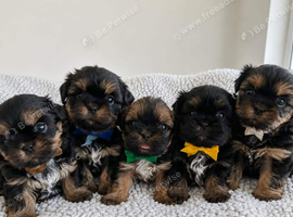 Adorable Shih Tzu Puppies &ndash; Ready for Loving Homes