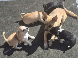 Beautiful Chihuahuas